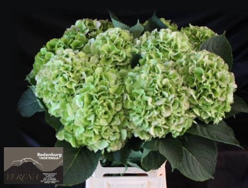 Hydrangea macrophylla Noordpool (classic)