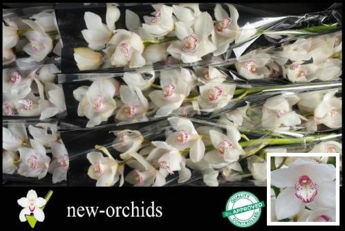Cymbidium grootbloemig per tak 'Snowbird'