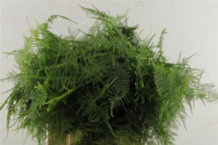 Asparagus setaceus overig
