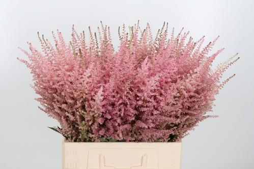 Astilbe Arendsii Grp 'Erika'
