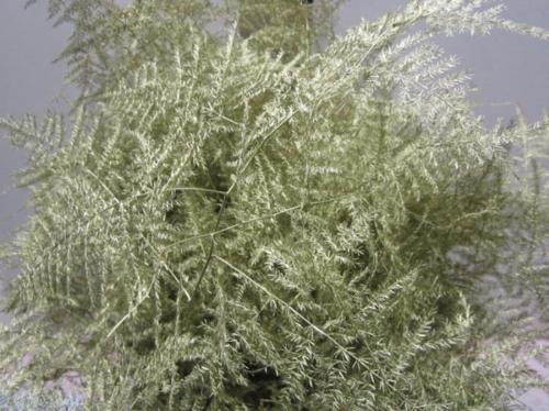 Asparagus overig kleurbehandeld H%