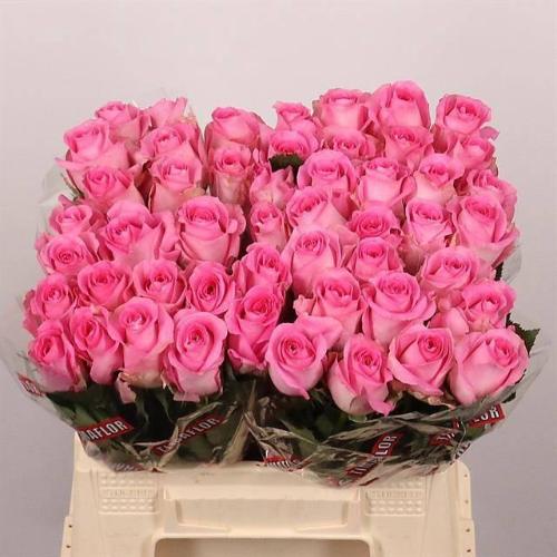 Rosa grootbloemig Revival