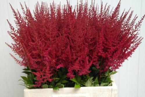 Astilbe Arendsii Grp 'Paul G