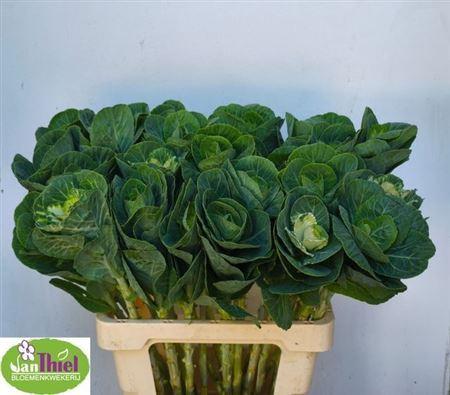 Brassica oleracea 'White Crane'