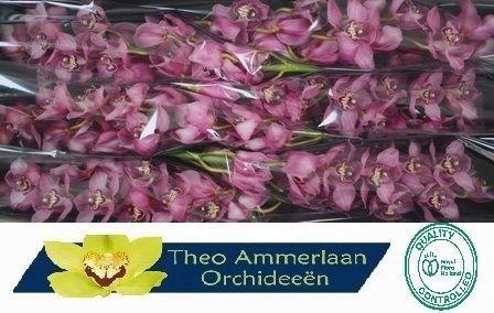 Cymbidium grootbloemig per tak Early Kiwi 'Sky Scraper'