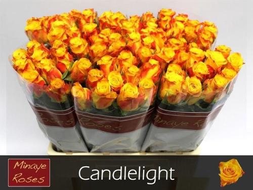 Rosa  grootbloemig Candlelight