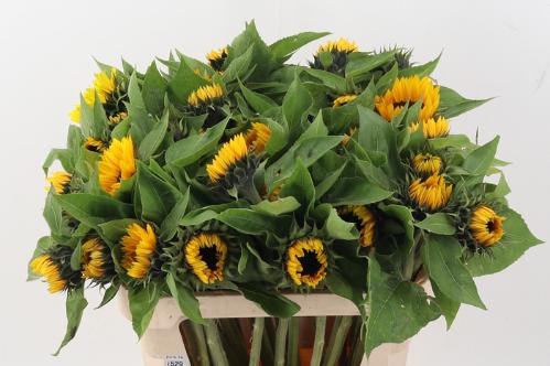 Helianthus annuus 'Sunrich Orange'