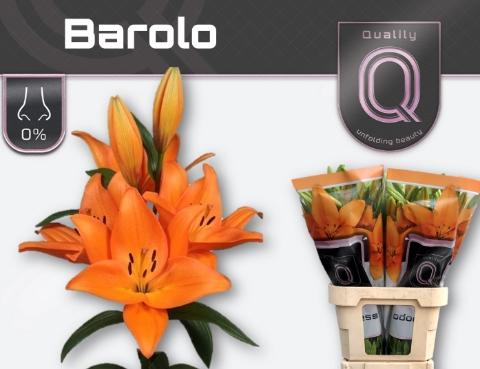 Lilium (LA-hybrids Grp) 'Barolo'