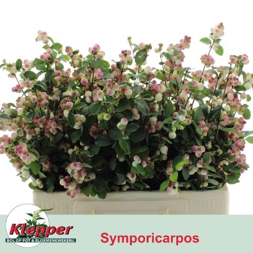Symphoricarpos (Pink Berry Grp) Magical Red Riding Hood