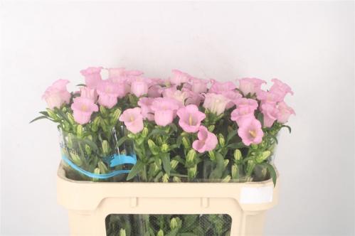 Campanula medium 'Campana Pearl Pink'