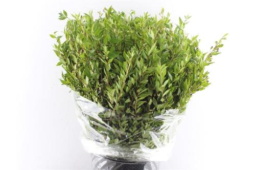 Myrtus overig met bes