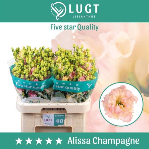 Eustoma russellianum gevuldbloemig 'Alissa Champagne'