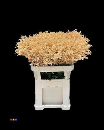 Solidago kleurbehandeld H%