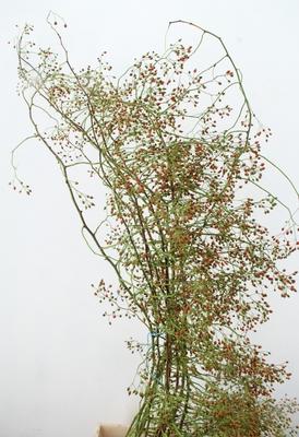 Rosa 'Corallo' (rozenbottel)