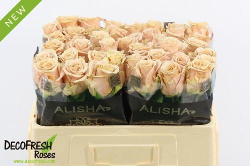 Rosa grootbloemig overig