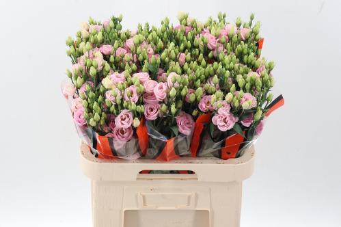 Eustoma russellianum gevuldbloemig 'Rosita Bright Pink'