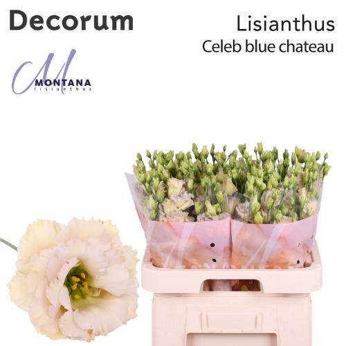 Eustoma russellianum gevuldbloemig Blue Chateau