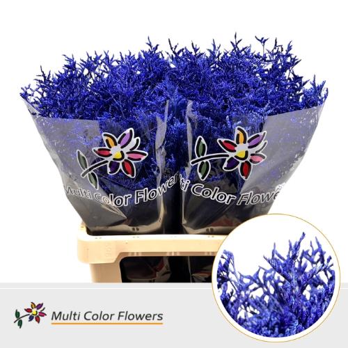 Limonium overig kleurbehandeld H%