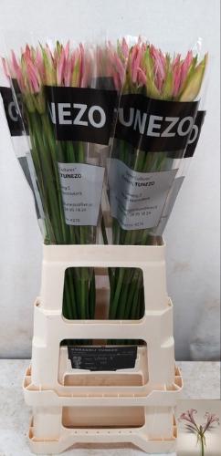 Nerine Bowdenii Grp 'Vesta K'