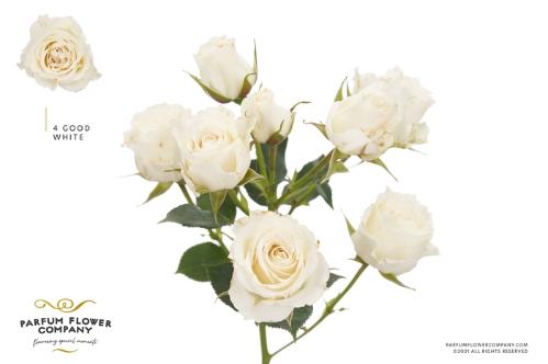 Rosa tros 4 Weddings+