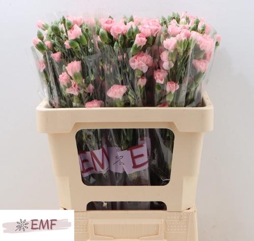 Dianthus tros Doobadoo