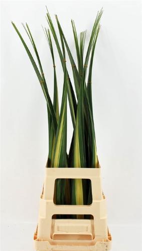 Pandanus (blad)