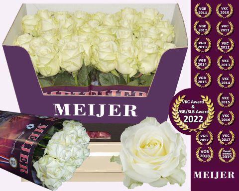 Rosa grootbloemig Avalanche+