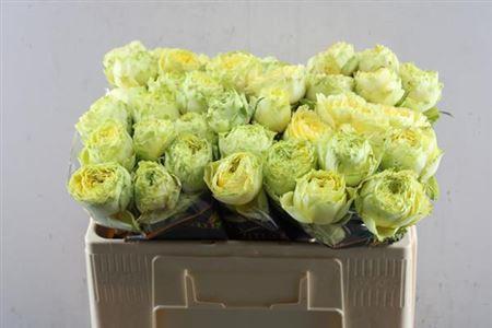 Rosa grootbloemig Lemon Zeste