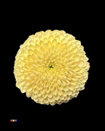 Chrysanthemum Indicum Grp tros santini kleurbehandeld H%