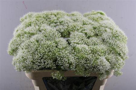 Trachelium caeruleum White Lake Michigan