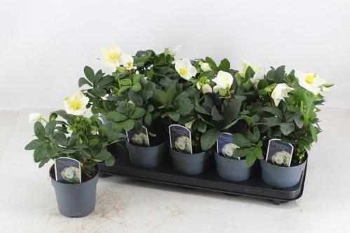 Helleborus niger 'Christmas Carol'