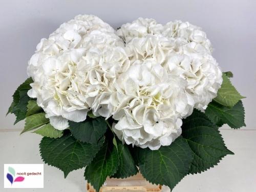 Hydrangea macrophylla 'Schneeball'