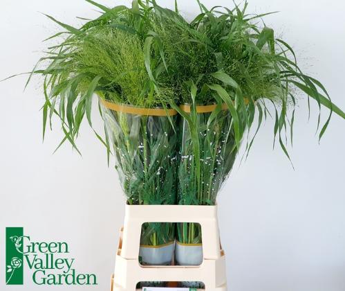 Panicum 'Fountain'