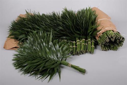 Chamaedorea Chicoblad per bos