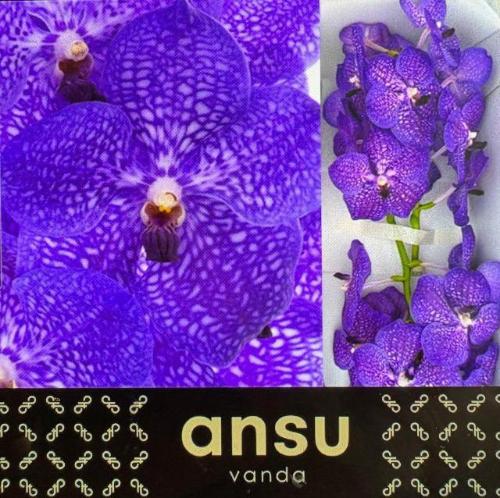 Vanda Sumathi Violet Blue