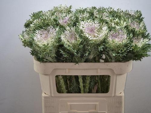 Brassica oleracea 'Crane Frilly'