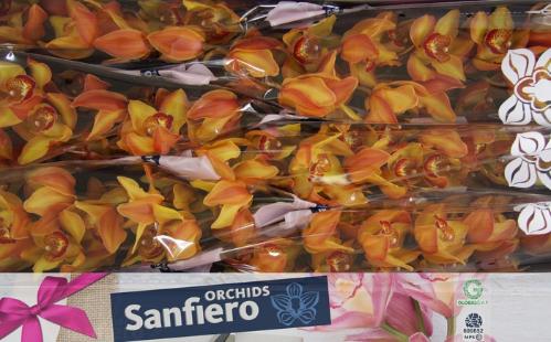 Cymbidium grootbloemig Mighty Browny 'Cappuccino'