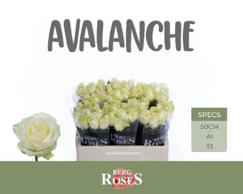 Rosa grootbloemig Avalanche+