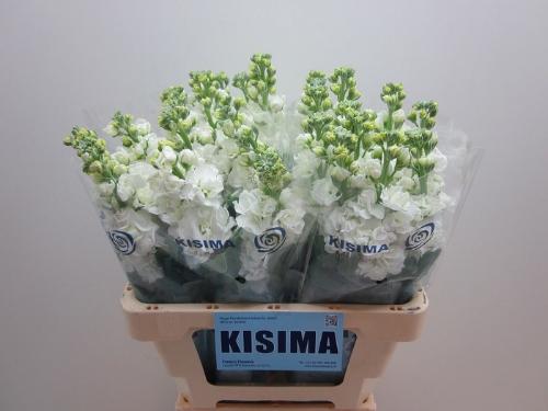 Matthiola incana 'Iron White'