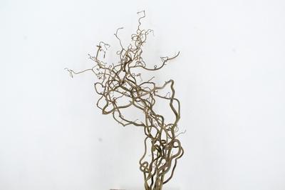 Corylus avellana 'Contorta'