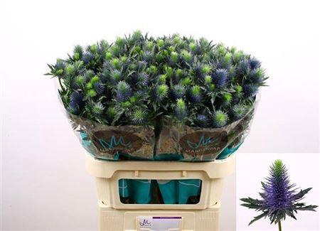 Eryngium Supernova Questar