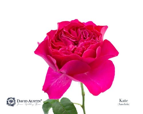 Rosa grootbloemig David Austin Kate