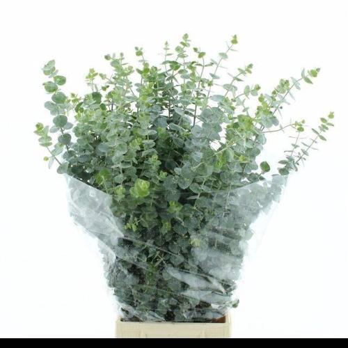 Eucalyptus per bos 'Baby Blue'