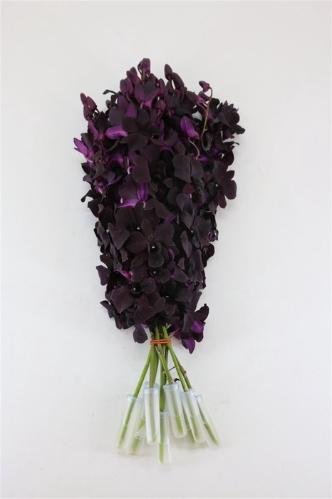 Dendrobium overig