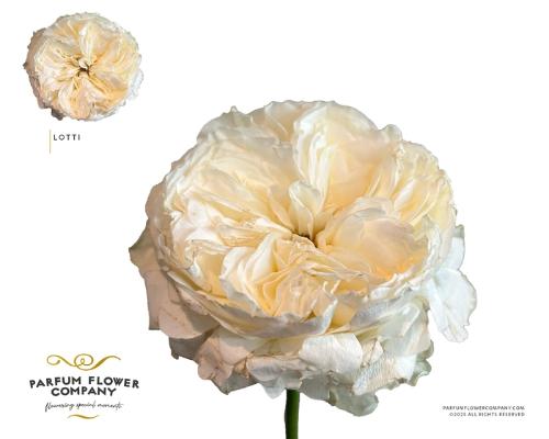Rosa grootbloemig Lotti+