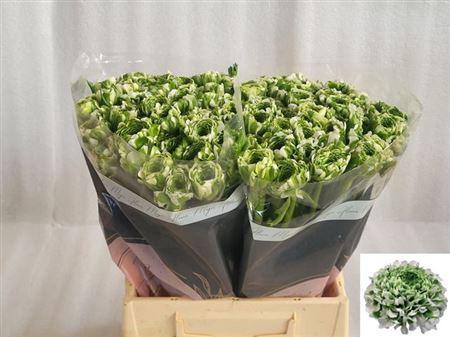 Ranunculus asiaticus Pon-Pon Igloo