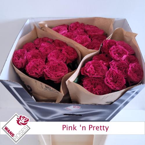 Rosa grootbloemig Pink 'N Pretty