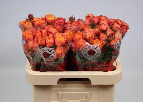 Rosa tros La Mandarina
