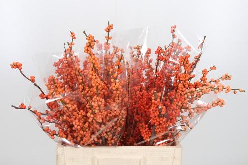 Ilex verticillata 'Winter Gold'
