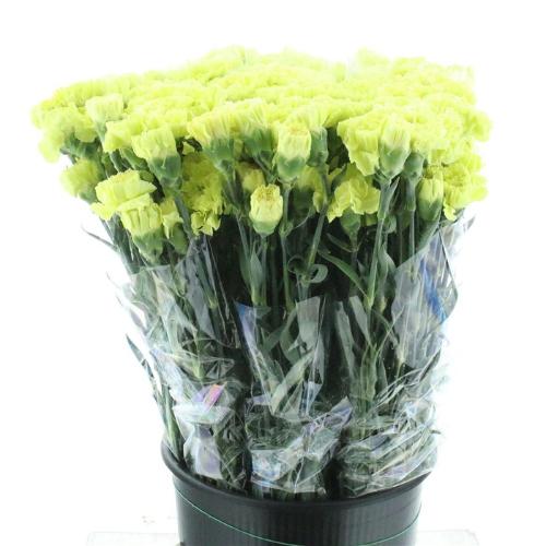 Dianthus standaard 'Lady Zoya'